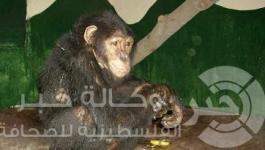 موزة
