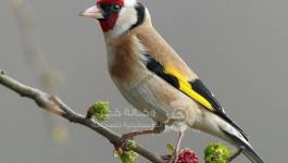 طائر الحسون