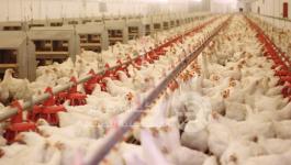 chicken-farm-poultry