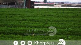 جمال-بيت-حانون- (3)