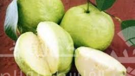 جوافة