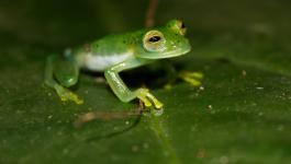 Emerald_Glass_Frog_(Centrolene_prosoblepon).