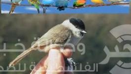 عصفور