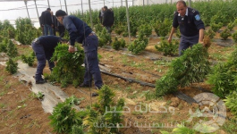 الماريجوانا