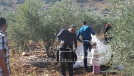 زراعة الزيتون من قبل النشطاء