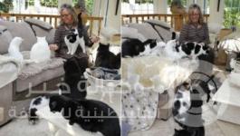 تربية القطط 