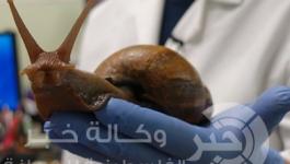 حلازين عملاقة