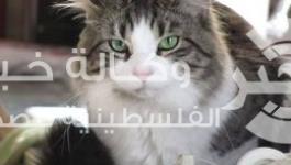 قطة
