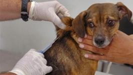 وزارة الزراعة تدعو لتعزيز الإجراءات الوقائية من داء الكلب