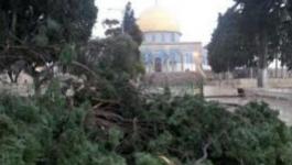 الاحتلال يقطع أشجاراً معمرة في الأقصى لنصب مزيداً من الكاميرات