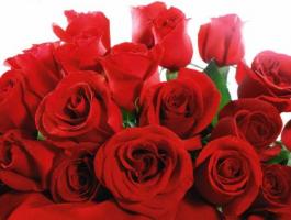 red-valentines-roses-jpg-17559426819647162