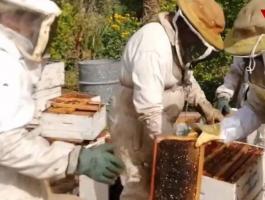 شاهد بالفيديو: موسم جني العسل في قطاع غزّة من القطف حتى الإنتاج