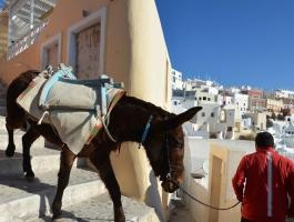 اليونان: انتقادات لمعاملة الحمير بقسوة في جزيرة سياحية