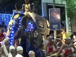 بالفيديو: أفيال تثور وتدهس المارة  تحوّل مهرجان سريلانكا لمأساة