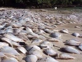 تايلاند: الأسماك النافقة تجتاح منتجعا 