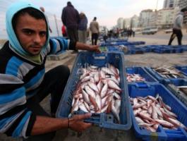 سمك-غزة.jpg