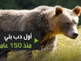 بالفيديو: أول دب بني شوهد في إسبانيا منذ 150 عاما