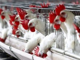 أسعار الدجاج والحبش في أسواق غزة اليوم الثلاثاء 19 مايو 2020