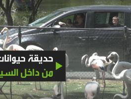 شاهدوا: حديقة حيوانات تستقبل الزوار وهم بسياراتهم