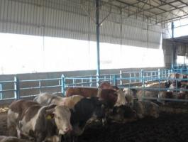 مزارع الأبقار غزة