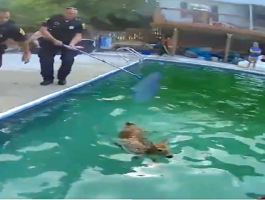 بالفيديو: إنقاذ غزالين علقا في حمام سباحة في الولايات المتحدة