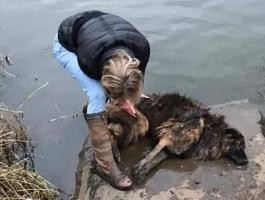امراة تقفز في نهر متجمد لانقاذ كلب