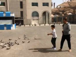 محمد رجب وابنه يوسف يطعمان الحمام فى ساحة المسجد النبوى