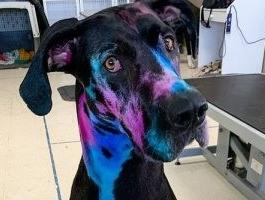 أمريكية تصبغ كلبها بالألوان المضيئة لمساعدة الآخرين على تقبله بسبب حجمه.