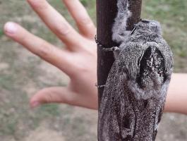 فراشة ضخمة بحجم يد الإنسان تثير حيرة عشاق الحشرات فى أستراليا