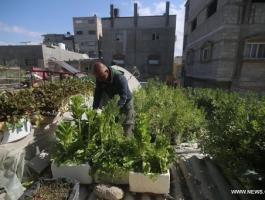 شاهدوا: فلسطيني يحول سطح منزله إلى حديقة خضراوات في غزة