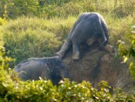 فيلان يساعدان بعضهما للخروج من حفرة بتايلاند