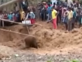 السطات الهندية تنقذ فيل صغير بعد سقوطه فى بئر عميق