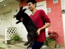 طبيب مكسيكى يربى أرانب عملاقة لاستخدامها فى دراسات طبية