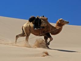 بالفيديو | تفسير حلم 