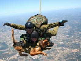 شاهدوا | الكلاب العسكرية الروسية تقفز بمظلات من ارتفاع 4000 متر