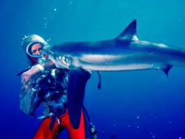 رحلة غواصة أسترالية مع حب أسماك القرش والدفاع عنها
