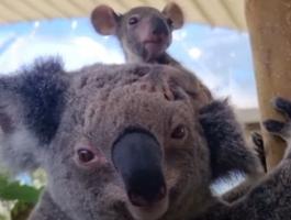 حديقة حيوان استرالية تحتفل بحيوان كوالا يبهر الزوار بحركاته البهلوانية