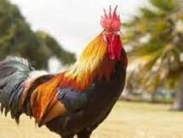 قريه سياحية تدعو السائحين لتحمل صياح الديوك ونهيق الحمير