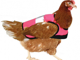 شركة بريطانية توفر بيوتًا موفرة للطاقة وسترات لتدليل الدجاج