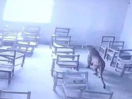 بالفيديو: فهد يهاجم أحد الطلاب ويقتحم فصلا دراسيا في إحدى مدارس الهند