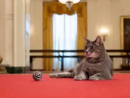 شاهد: قطة جديدة في البيت الأبيض.. السر في 
