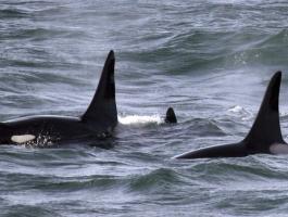 بالفيديو: معركة شرسة بين حيتان الأوركا القاتلة والحوت الأزرق
