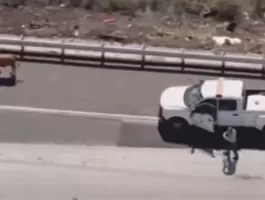 بالفيديو.. ثور صغير يتجول وسط طريق سريع في لوس أنجلوس والشرطة تحاول إعادته إلى قطيعه