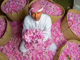 السعودية.. إفطار بنكهة مختلفة بين بساتين الورد في الطائف