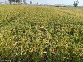 مصر: نحو الاكتفاء الذاتي من الأرز