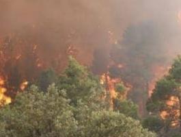 مقتل 25 شخص وإصابة آخرين جراء اجتياح حرائق الغابات شمال الجزائر
