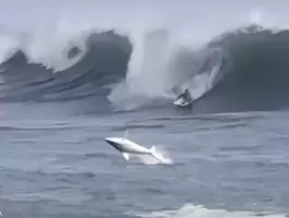 بالفيديو.. سمكة قرش تفاجئ راكب أمواج في هاواي