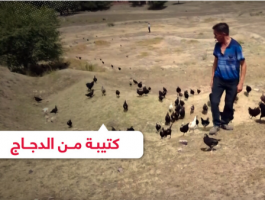 بالفيديو: تدريب الدجاج على مكافحة الجراد!