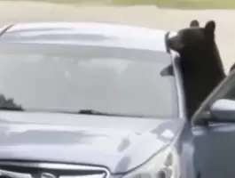 بالفيديو: بعدما وجد نفسه محتجزا لساعات..مقطع لدب يخرّب سيارة علق فيها