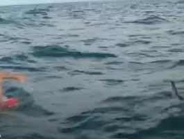 سباح بريطاني يروي تجربة إنقاذه من قرش بمساعدة دلافين